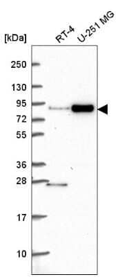 Western Blot: SKI Antibody [NBP2-56661] - Analysis in human cell line RT-4 and human cell line U-251 MG.