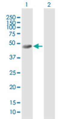 Western Blot: SKIP Antibody [H00051763-B01P] - Analysis of INPP5K expression in transfected 293T cell line by INPP5K polyclonal antibody.  Lane 1: INPP5K transfected lysate(49.28 KDa). Lane 2: Non-transfected lysate.