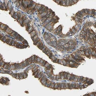 Immunohistochemistry-Paraffin: SKT Antibody [NBP1-84100] - Staining of human Fallopian tube shows moderate membranous positivity in glandular cells.