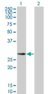 Western Blot: SLA2 Antibody (3G5) [H00084174-M01] - Analysis of SLA2 expression in transfected 293T cell line by SLA2 monoclonal antibody (M01), clone 3G5.Lane 1: SLA2 transfected lysate(28.454 KDa).Lane 2: Non-transfected lysate.