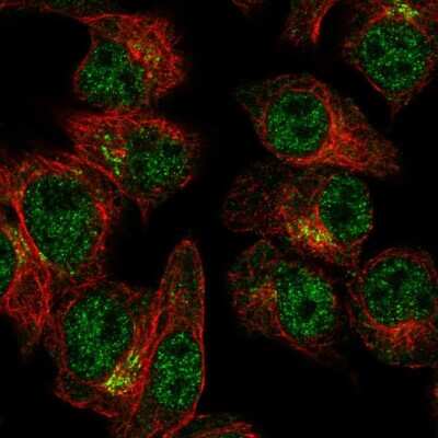 Immunocytochemistry/Immunofluorescence: SLA2 Antibody [NBP2-56708] - Staining of human cell line Hep G2 shows localization to nucleoplasm & the Golgi apparatus.