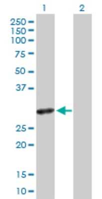 Western Blot: SLA2 Antibody [H00084174-D01P] - Analysis of SLA2 expression in transfected 293T cell line by SLA2 polyclonal antibody.Lane 1: SLA2 transfected lysate(28.60 KDa).Lane 2: Non-transfected lysate.