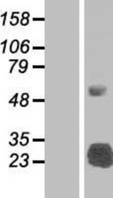 Western Blot: SLA2 Overexpression Lysate (Adult Normal) [NBP2-05079] Left-Empty vector transfected control cell lysate (HEK293 cell lysate); Right -Over-expression Lysate for SLA2.