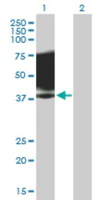 Western Blot: SLAM/CD150 Antibody [H00006504-B02P] - Analysis of SLAMF1 expression in transfected 293T cell line by SLAMF1 polyclonal antibody.  Lane 1: SLAMF1 transfected lysate(36.85 KDa). Lane 2: Non-transfected lysate.