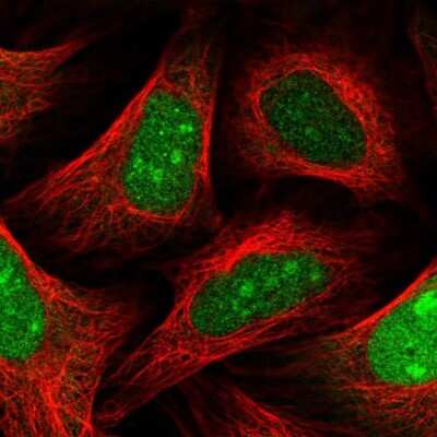 <b>Independent Antibodies Validation. </b>Immunocytochemistry/Immunofluorescence: SLBP Antibody [NBP2-56007] - Staining of human cell line U-2 OS shows localization to nucleus, nucleoli & cytosol.