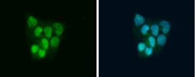 Immunocytochemistry/Immunofluorescence: SLBP Antibody [NBP3-12936] - SLBP antibody detects SLBP protein at cytoplasm and nucleus by immunofluorescent analysis. Sample: Hep G2 cells were fixed in 4% paraformaldehyde at RT for 15 min. Green: SLBP protein stained by SLBP antibody (NBP3-12936) diluted at 1:500. Blue: Hoechst 33342 staining.