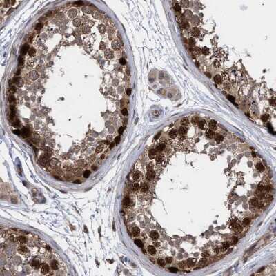Immunohistochemistry-Paraffin: SLBP Antibody [NBP1-83290] - Staining of human testis shows strong nuclear/cytoplasmic positivity in cells in seminiferous ducts.