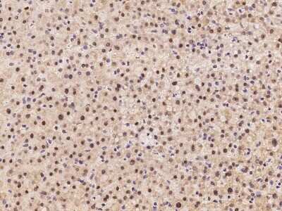 Immunohistochemistry-Paraffin: SLBP Antibody [NBP2-97869] - Immunochemical staining of human SLBP in human liver with rabbit polyclonal antibody at 1:100 dilution, formalin-fixed paraffin embedded sections.