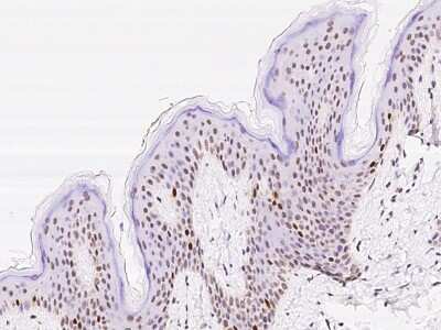 Immunohistochemistry-Paraffin: SLBP Antibody [NBP2-97869] - Immunochemical staining of human SLBP in human skin with rabbit polyclonal antibody at 1:100 dilution, formalin-fixed paraffin embedded sections.