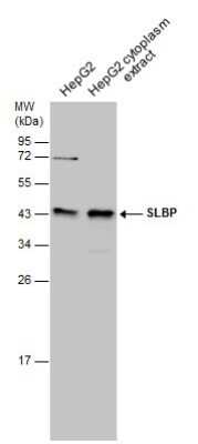 Western Blot SLBP Antibody - BSA Free