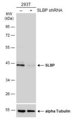 <b>Genetic Strategies Validation. </b>Knockdown Validated: SLBP Antibody [NBP3-12936] - Non-transfected (-) and transfected (+) 293T whole cell extracts (30 ug) were separated by 10% SDS-PAGE, and the membrane was blotted with SLBP antibody (NBP3-12936) diluted at 1:2000. The HRP-conjugated anti-rabbit IgG antibody (NBP2-19301) was used to detect the primary antibody.