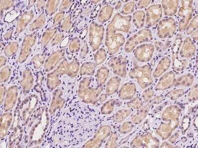 Immunohistochemistry-Paraffin: SLC13A1 Antibody [NBP2-98609] - Immunochemical staining of human SLC13A1 in human kidney with rabbit polyclonal antibody at 1:100 dilution, formalin-fixed paraffin embedded sections.