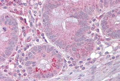 Immunohistochemistry-Paraffin: SLC13A2 Antibody [NBP1-62518] - Human small intestine tissue at an antibody concentration of 4-8ug/ml.