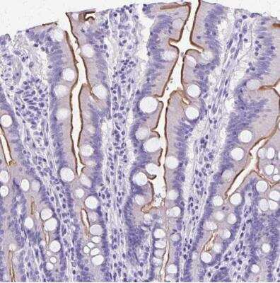 Immunohistochemistry-Paraffin: SLC13A2 Antibody [NBP1-82604] - Staining of human small intestine shows strong luminal membranous positivity in glandular cells.