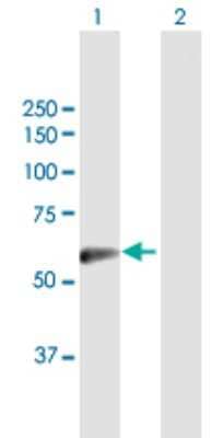 Western Blot: SLC13A3/NaDC3 Antibody [H00064849-B01P] - Analysis of SLC13A3 expression in transfected 293T cell line by SLC13A3 polyclonal antibody.  Lane 1: SLC13A3 transfected lysate(66.22 KDa). Lane 2: Non-transfected lysate.