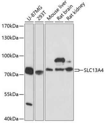 Western Blot SLC13A4 Antibody - Azide and BSA Free