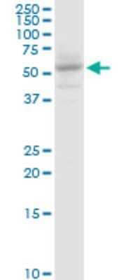 Western Blot: SLC13A5 Antibody (2G4) [H00284111-M06] - Analysis of SLC13A5 expression in HepG2 (Cat # L019V1).