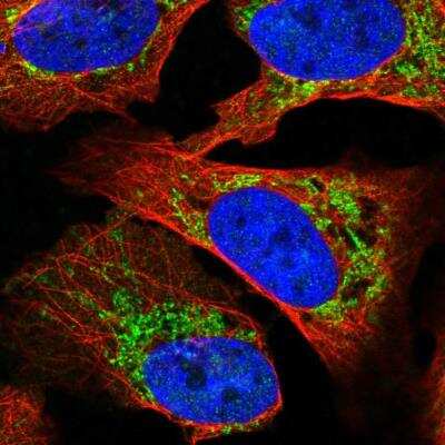 Immunocytochemistry/Immunofluorescence: SLC16A12 Antibody [NBP1-82789] - Staining of human cell line U-2 OS shows localization to mitochondria. Antibody staining is shown in green.