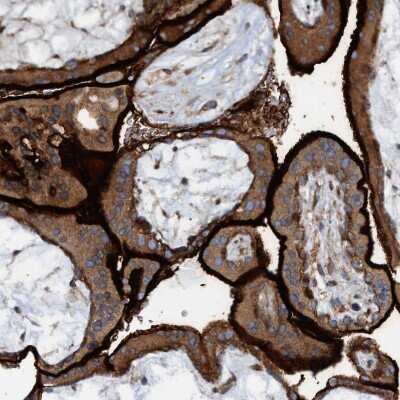 Immunohistochemistry-Paraffin: SLC16A3 Antibody [NBP1-81251] - Staining of human placenta shows strong membranous positivity in trophoblastic cells.