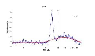 Simple Western: SLC16A3 Antibody [NBP1-81251] - Simple Western: SLC16A3 Antibody [NBP1-81251] - Electropherogram image(s) of corresponding Simple Western lane view. SLC16A3 antibody was used at 1:250 dilution on U-251MG lysates(s)