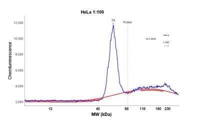 Simple Western: SLC16A3 Antibody [NBP1-81251] - Simple Western: SLC16A3 Antibody [NBP1-81251] - Electropherogram image(s) of corresponding Simple Western lane view. SLC16A3 antibody was used at 1:250 dilution on HeLa lysates(s).