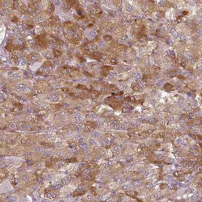 Immunohistochemistry-Paraffin: SLC16A9 Antibody [NBP2-31030] - Staining of human adrenal gland shows moderate cytoplasmic positivity in glandular cells.