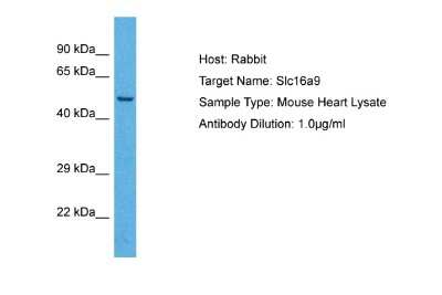 Western Blot: SLC16A9 Antibody [NBP2-83537] - Host: Rabbit. Target Name: SLC16A9. Sample Tissue: Mouse Heart lysates. Antibody Dilution: 1ug/ml