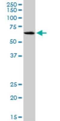 Western Blot: SLC17A4 Antibody (3E4) [H00010050-M03] - Analysis of SLC17A4 expression in K-562 (Cat # L009V1).