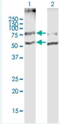 Western Blot: SLC19A2 Antibody [H00010560-B01P-50ug] - Analysis of SLC19A2 expression in transfected 293T cell line  (H00010560-T01) by SLC19A2 MaxPab polyclonal antibody.  Lane 1: SLC19A2 transfected lysate(55.40 KDa). Lane 2: Non-transfected lysate.