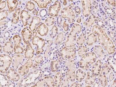 Immunohistochemistry-Paraffin: SLC19A3 Antibody [NBP2-97676] - Immunochemical staining of human SLC19A3 in human kidney with rabbit polyclonal antibody at 1:300 dilution, formalin-fixed paraffin embedded sections.