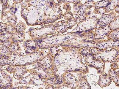 Immunohistochemistry-Paraffin: SLC19A3 Antibody [NBP2-97676] - Immunochemical staining of human SLC19A3 in human placenta with rabbit polyclonal antibody at 1:300 dilution, formalin-fixed paraffin embedded sections.