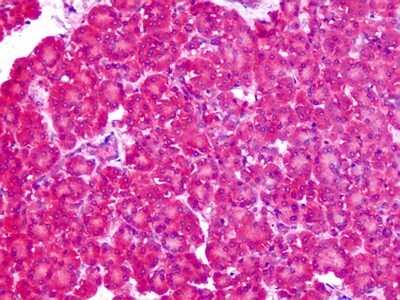 Immunohistochemistry-Paraffin: SLC1A4 Antibody [NBP1-44238] - Analysis of anti-ASCT1 / SLC1A4 antibody with human pancreas at dilution 2.5 ug/ml.
