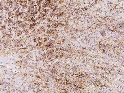 Immunohistochemistry-Paraffin: SLC1A4 Antibody [NBP2-97677] - Immunochemical staining of human SLC1A4 in human adrenal gland with rabbit polyclonal antibody at 1:500 dilution, formalin-fixed paraffin embedded sections.