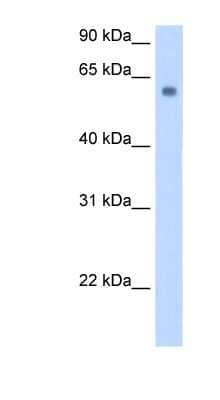 Western Blot: SLC1A4 Antibody [NBP1-60038] - Transfected 293T cell lysate, concentration 0.2-1 ug/ml.