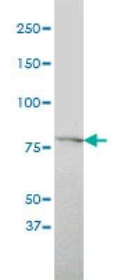 Western Blot: SLC20A1 (6A9-F2) [H00006574-M01] - Analysis of SLC20A1 expression in HeLa ( Cat # L013V1 ).