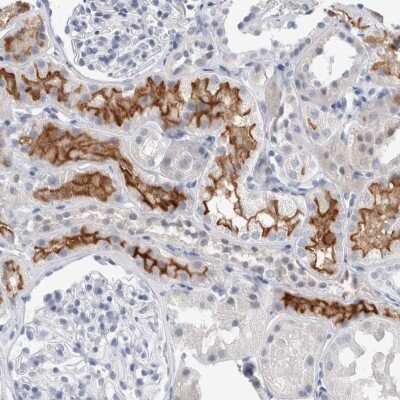 Immunohistochemistry-Paraffin: SLC22A12 Antibody [NBP1-82500] - Staining of human kidney shows high expression.