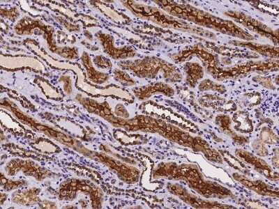 Immunohistochemistry-Paraffin: SLC22A12 Antibody [NBP2-97265] - Immunochemical staining of human SLC22A12 in human kidney with rabbit polyclonal antibody at 1:200 dilution, formalin-fixed paraffin embedded sections.