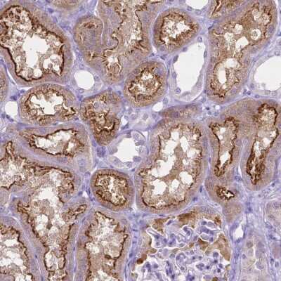 <b>Orthogonal Strategies Validation. </b>Immunohistochemistry-Paraffin: SLC22A2/OCT2 Antibody (CL0628) [NBP2-52941] - Staining of human kidney show strong positivity in apical membrane in cells in tubules.