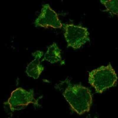 Immunocytochemistry/Immunofluorescence: SLC24A4 Antibody [NBP3-17539] - Staining of human cell line THP-1 shows localization to plasma membrane.