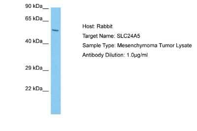 Western Blot SLC24A5 Antibody - BSA Free