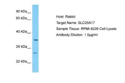 Western Blot SLC25A17 Antibody