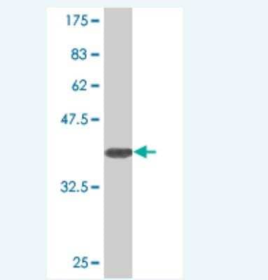 Western Blot: SLC25A18 Antibody (2F12) [H00083733-M02] - Detection against Immunogen (32.45 KDa) .