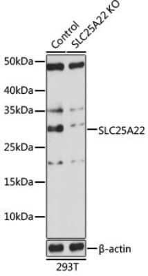 <b>Genetic Strategies Validation. </b>Knockout Validated: SLC25A22 Antibody [NBP2-94069] - Analysis of extracts from normal (control) and SLC25A22 knockout (KO) 293T cells, using SLC25A22 at 1:1000 dilution.Secondary antibody: HRP Goat Anti-Rabbit IgG (H+L) at 1:10000 dilution.Lysates/proteins: 25ug per lane.Blocking buffer: 3% nonfat dry milk