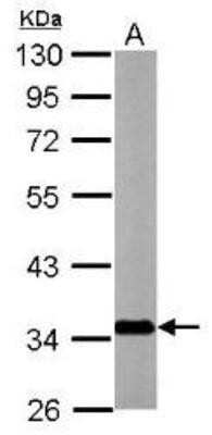 Western Blot: SLC25A22 Antibody [NBP1-33385] - (20 ug of whole cell lysate)  mouse brain   10% SDS PAGE;  antibody diluted at 1:10000