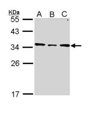 Western Blot: SLC25A22 Antibody [NBP1-33385] - Sample (30 ug of whole cell lysate) A: H1299 B: Hela C: Hep G2 10% SDS PAGE; antibody diluted at 1:1000.