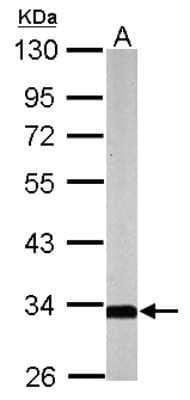 Western Blot: SLC25A22 Antibody [NBP2-20388] - Sample (50 ug of whole cell lysate) A: Mouse Brain, 10% SDS PAGE gel, diluted at 1:1000.