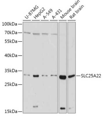 Western Blot: SLC25A22 Antibody [NBP2-94069] - Analysis of extracts of various cell lines, using SLC25A22 at 1:1000 dilution. Secondary antibody: HRP Goat Anti-Rabbit IgG (H+L) at 1:10000 dilution. Lysates/proteins: 25ug per lane. Blocking buffer: 3% nonfat dry milk in TBST. Detection: ECL Basic Kit . Exposure time: 30s.