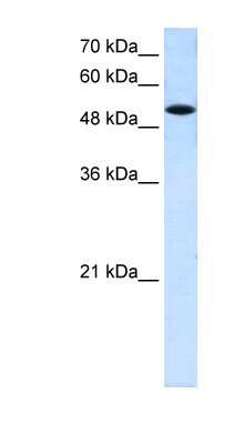 Western Blot SLC25A25 Antibody