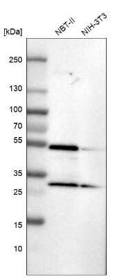 Western Blot: SLC25A25 Antibody [NBP1-82886] - Analysis in rat cell line NBT-II and mouse cell line NIH-3T3.