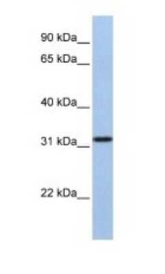 Western Blot SLC25A28 Antibody - BSA Free